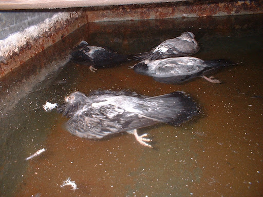 Attic Water Tank Cleaning Dublin