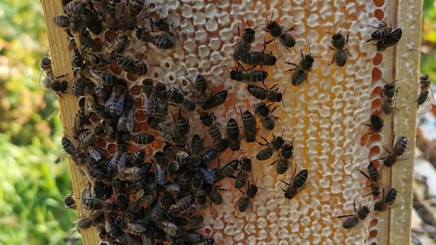 Bee Removal Ireland