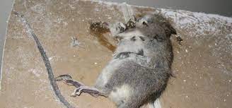 Dead Rat Clean Up Service