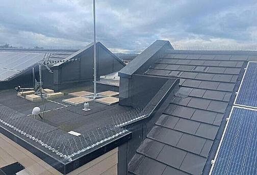 Domestic Bird Contol | Bird Proofing | Bird Netting, Spikes, Wire