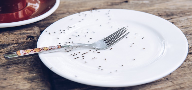 Exterminate Pest Guide Ants Dublin | Kildare | Wicklow