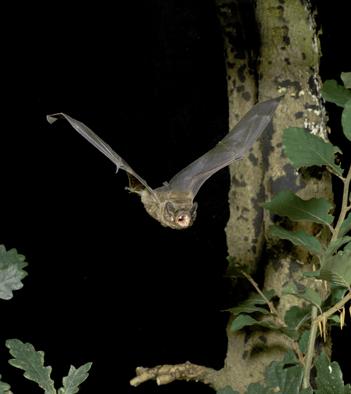 Bat Pest Control