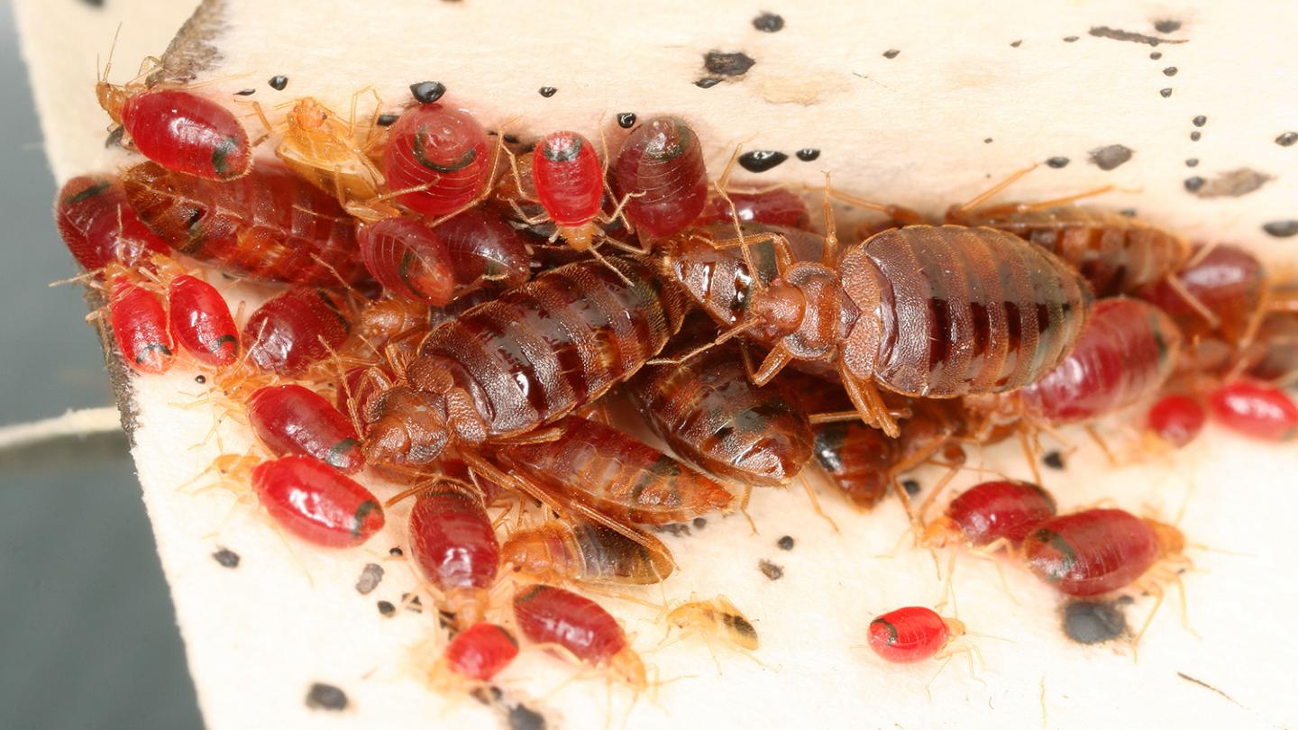How To Prevent Bed Bugs
