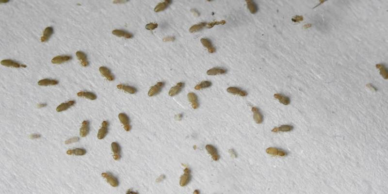 Exterminate Booklice Pest Control Dublin | Kildare | Wicklow
