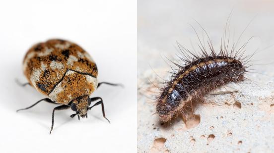 Exterminate Carpet Beetles Pest Guide Dublin | Kildare | Wicklow