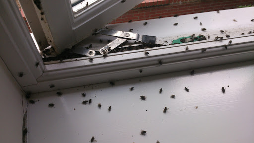 Exterminate Pest Guide For Cluster Flies Dublin | Kildare | Wicklow