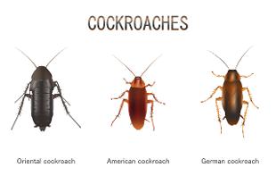 Cockroaches In Ireland