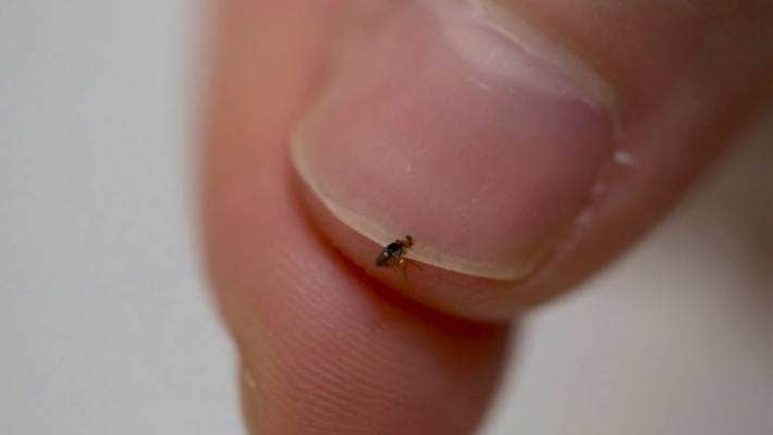 Exterminate Pest Guide For Fleas Dublin | Kildare | Wicklow