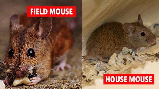 Exterminate Pest Guide For Mice Dublin | Kildare | Wicklow