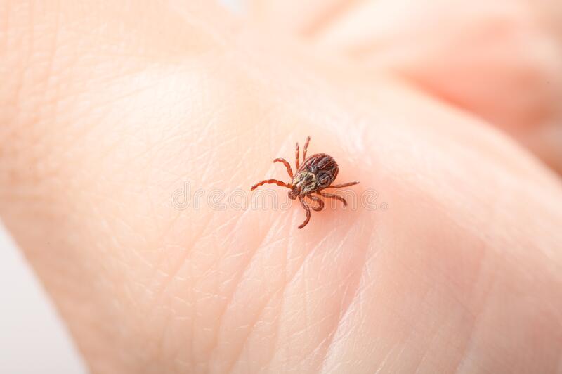 Exterminate Mite Pest Control Dublin | Wicklow | Kildare | Meath | Laois