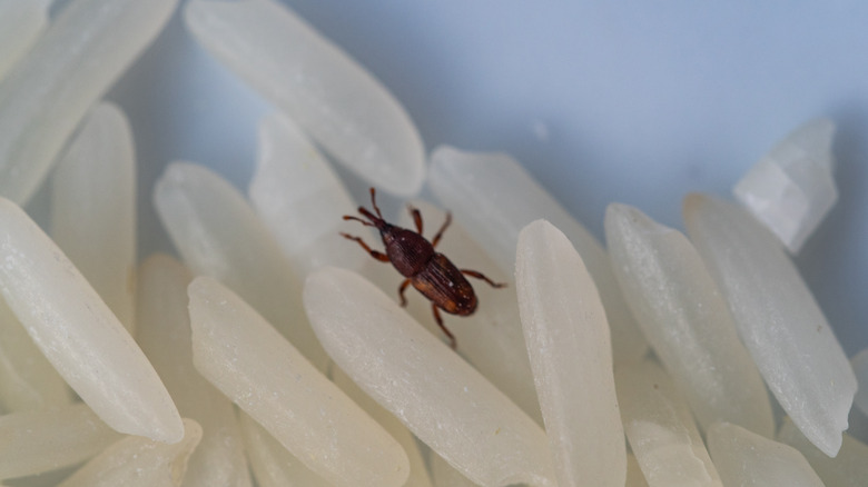 Exterminate Weevil Pest Control Dublin Wicklow Kildare