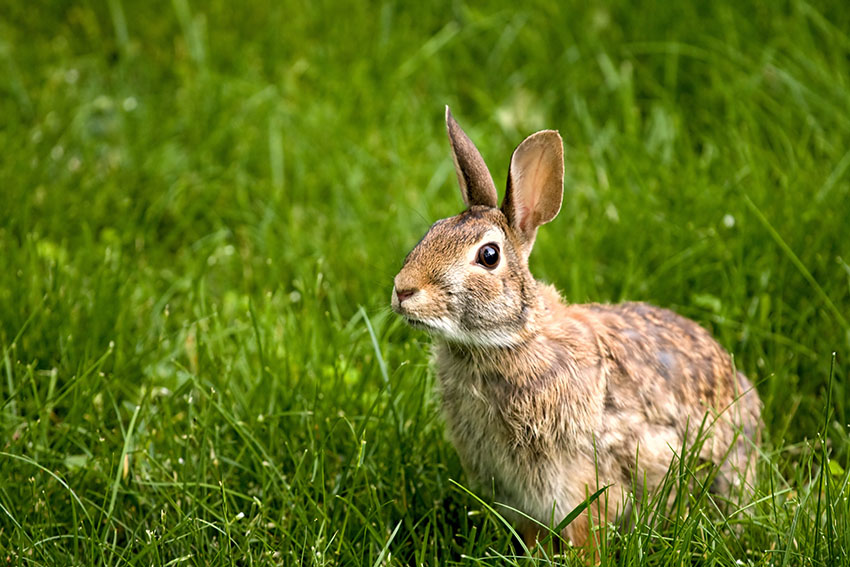 Rabbit Pest Control