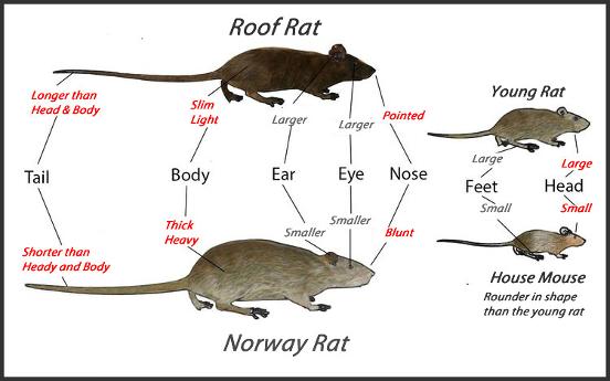 Exterminate Pest Guide For Rats Dublin | Kildare | Wicklow