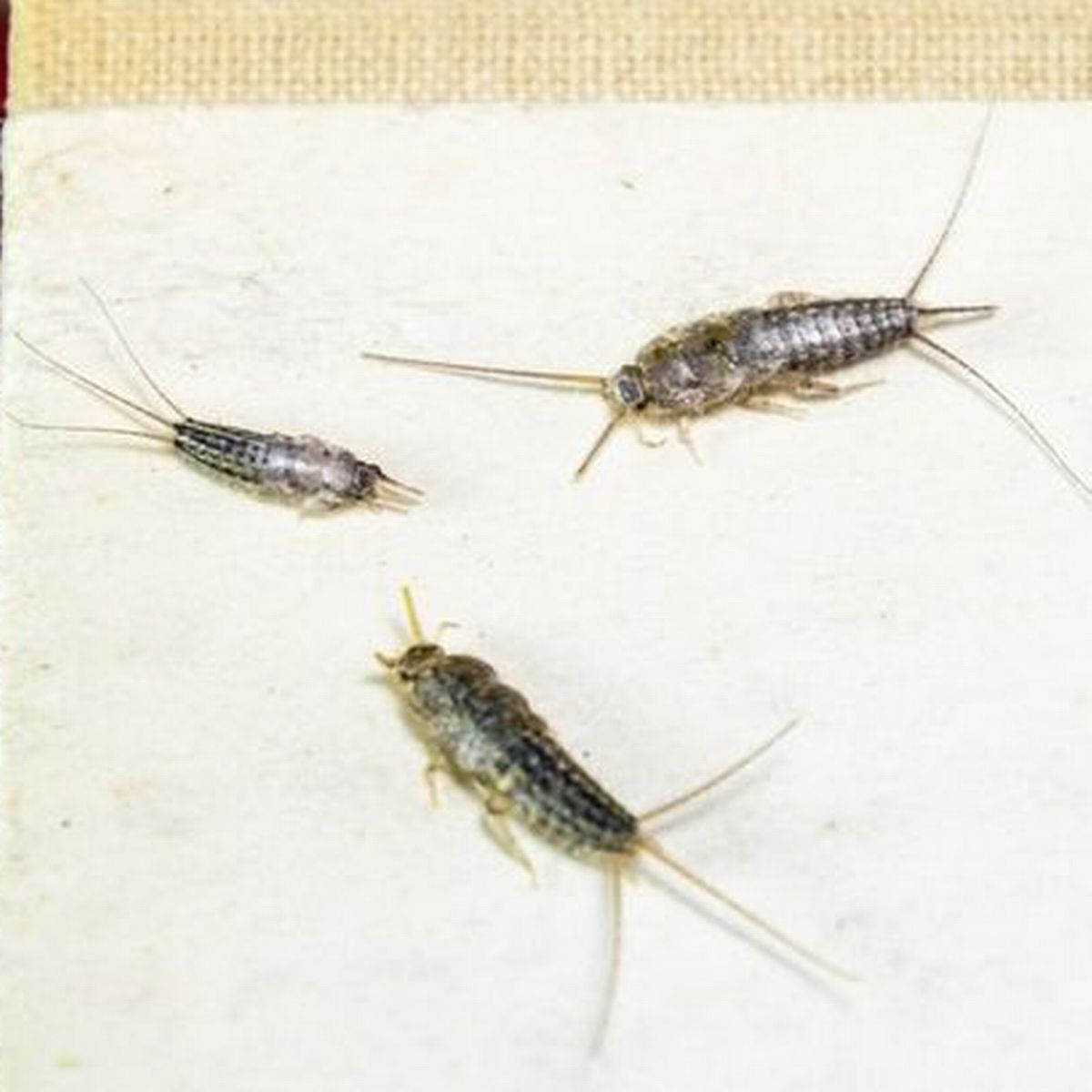 Exterminate Silverfish Pest Control Dublin | Wicklow | Kildare | Meath | Laois