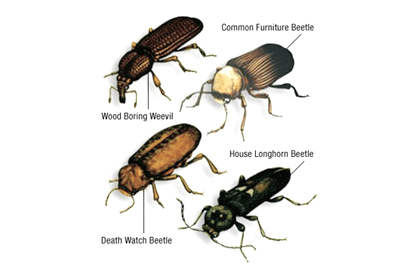 Exterminate Woodwom Treatments