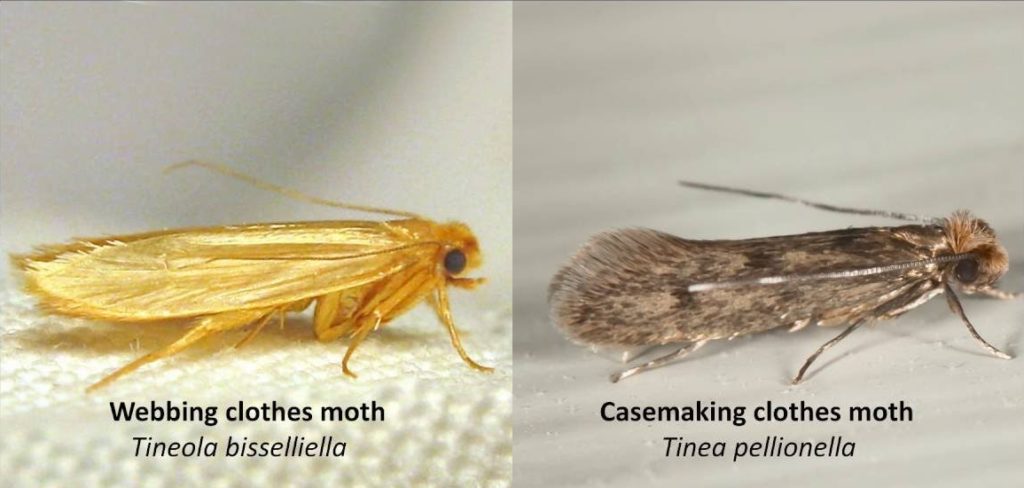 Exterminate Clothes Carpet Moths Dublin | Wicklow | Kildare