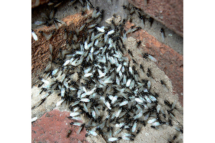 Flying Ants