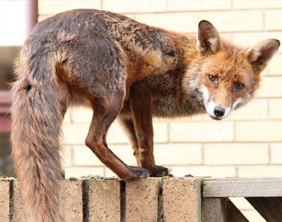 Wildlife Fox Control