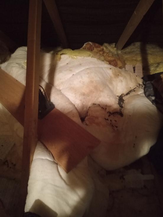 Attic Cleaning Clearing Sanitising Pest Control Dublin