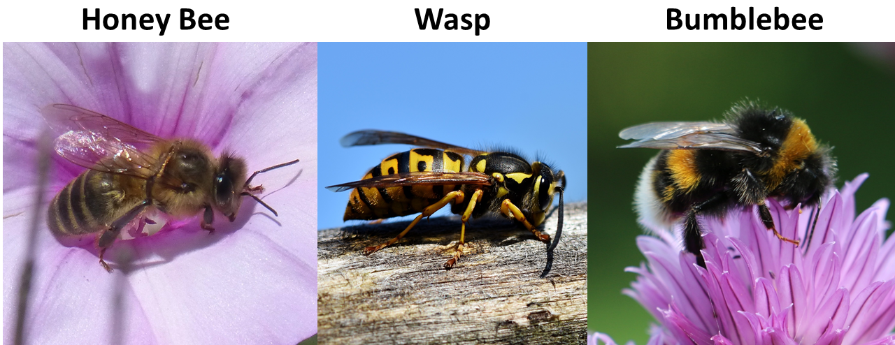 Irish Bees