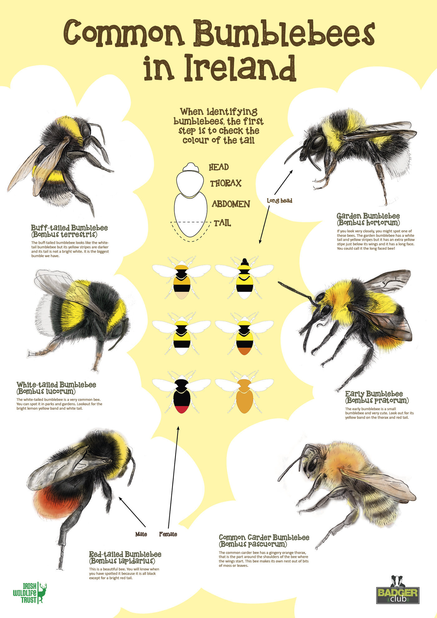 Bumble Bees
