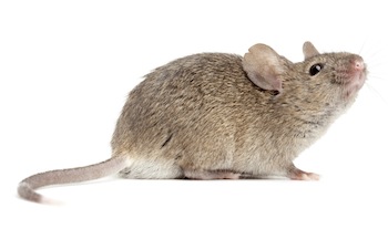 Mouse Pest Control Exterminator Dublin