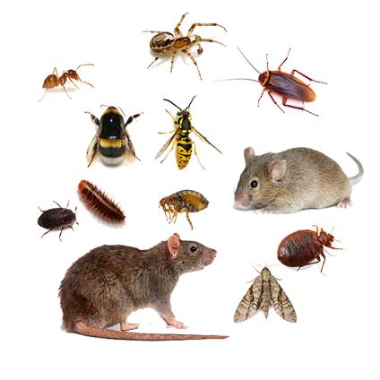 Commercial Rodent Pest Control Leinster Ireland