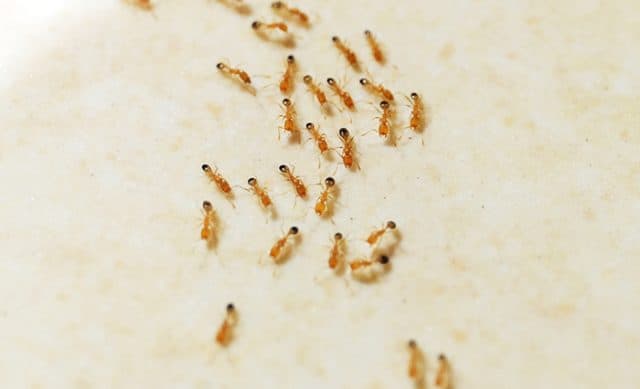 Pharoah Ants