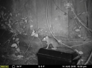 Rodent Tracking Ireland