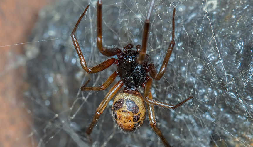 Spiders In Ireland
