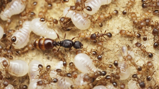 Ant Pest Control Dublin