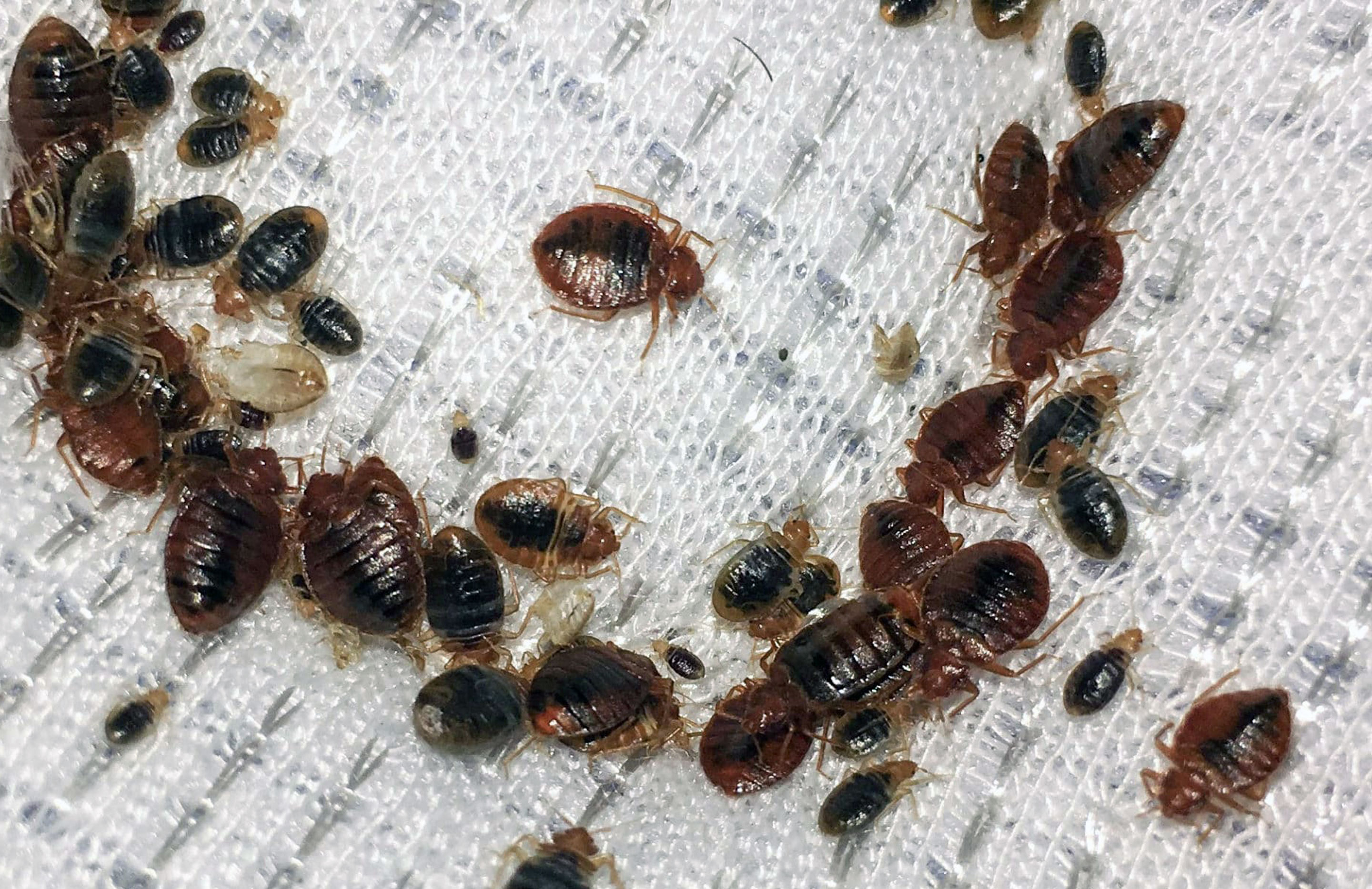 Bed Bug Pest Control Dublin