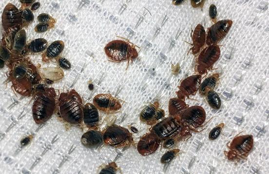 Exterminate Bed Bug Pest Guide Dublin | Kildare | Wicklow