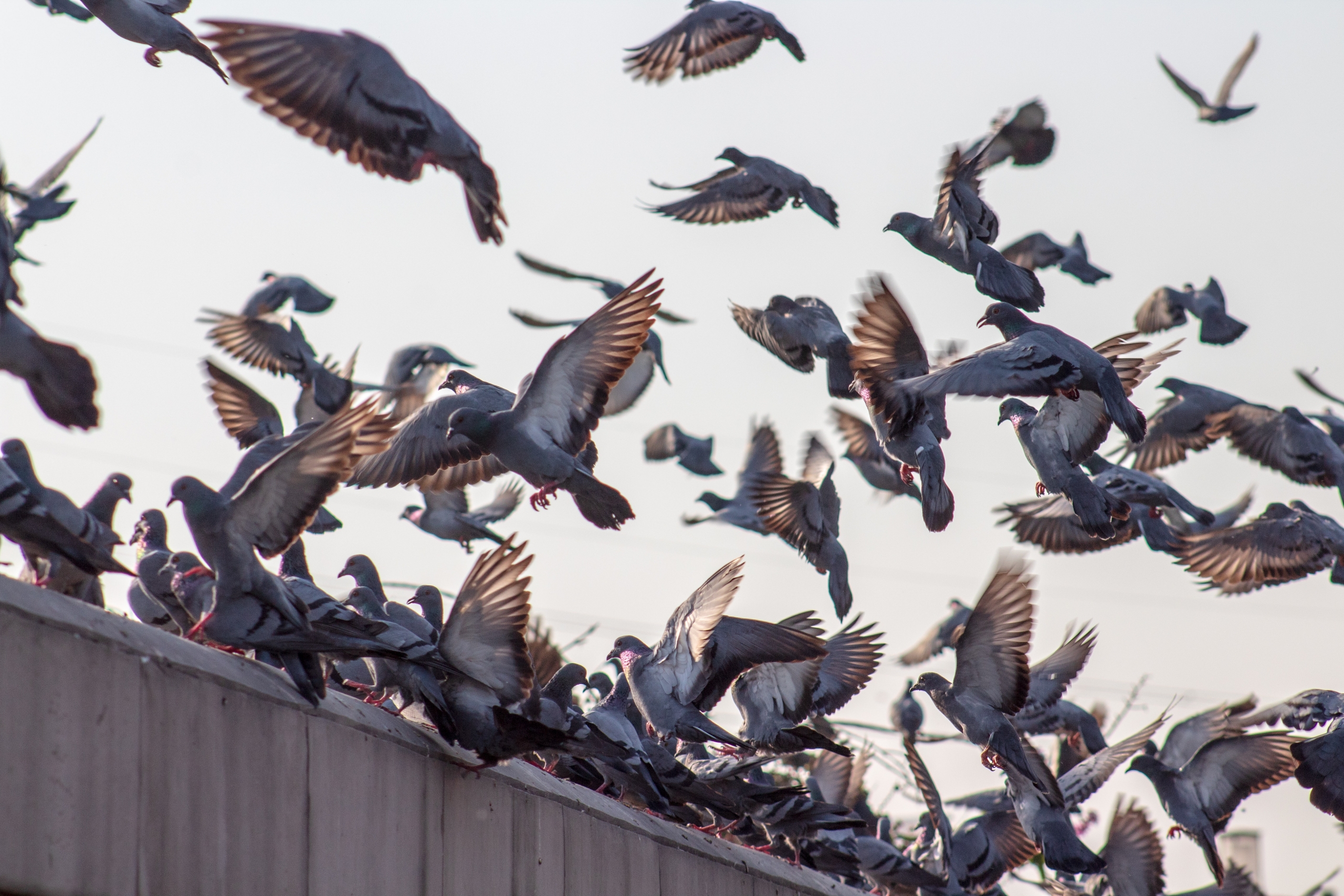 Bird Pest Control Dublin