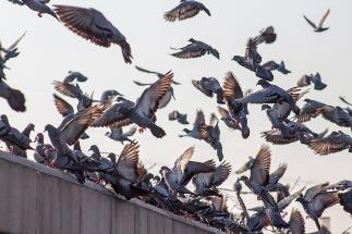 Commercial Pigeon Fowling Poo Cleaning Ireland