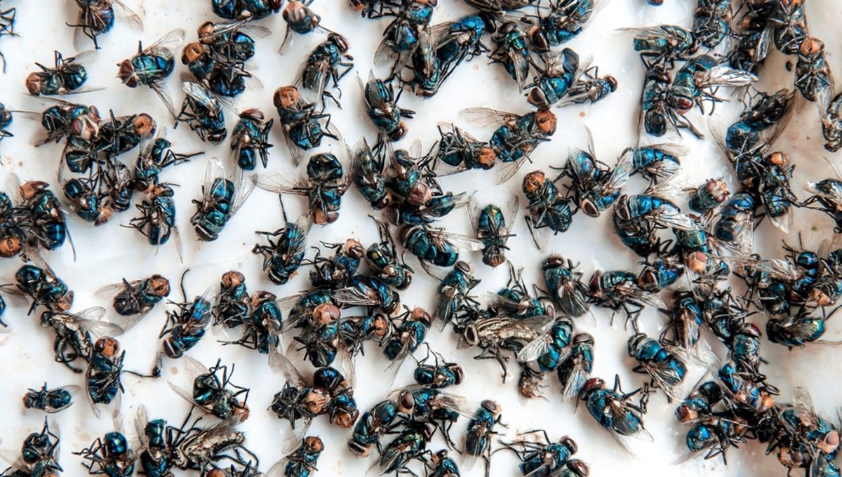 Flies Pest Control Dublin