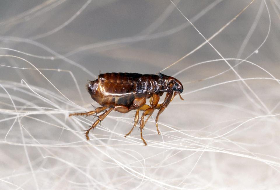 Flea Pest Control Dublin