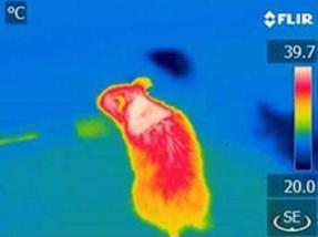 Exterminate Thermal Imaging Pests Rats Mice