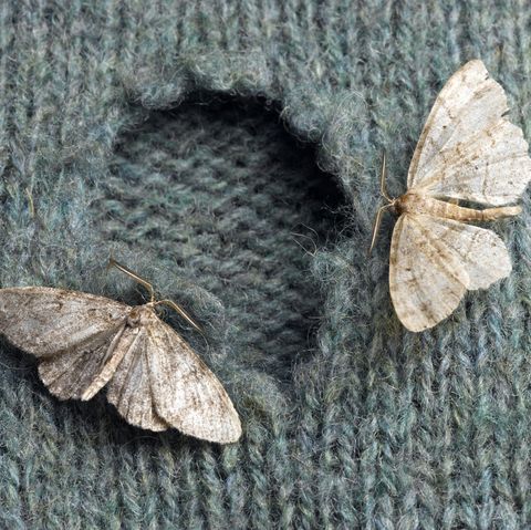 Moth Pest Control Dublin
