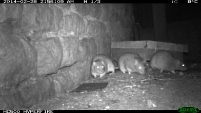Exterminate Rodent Tracking Cameras