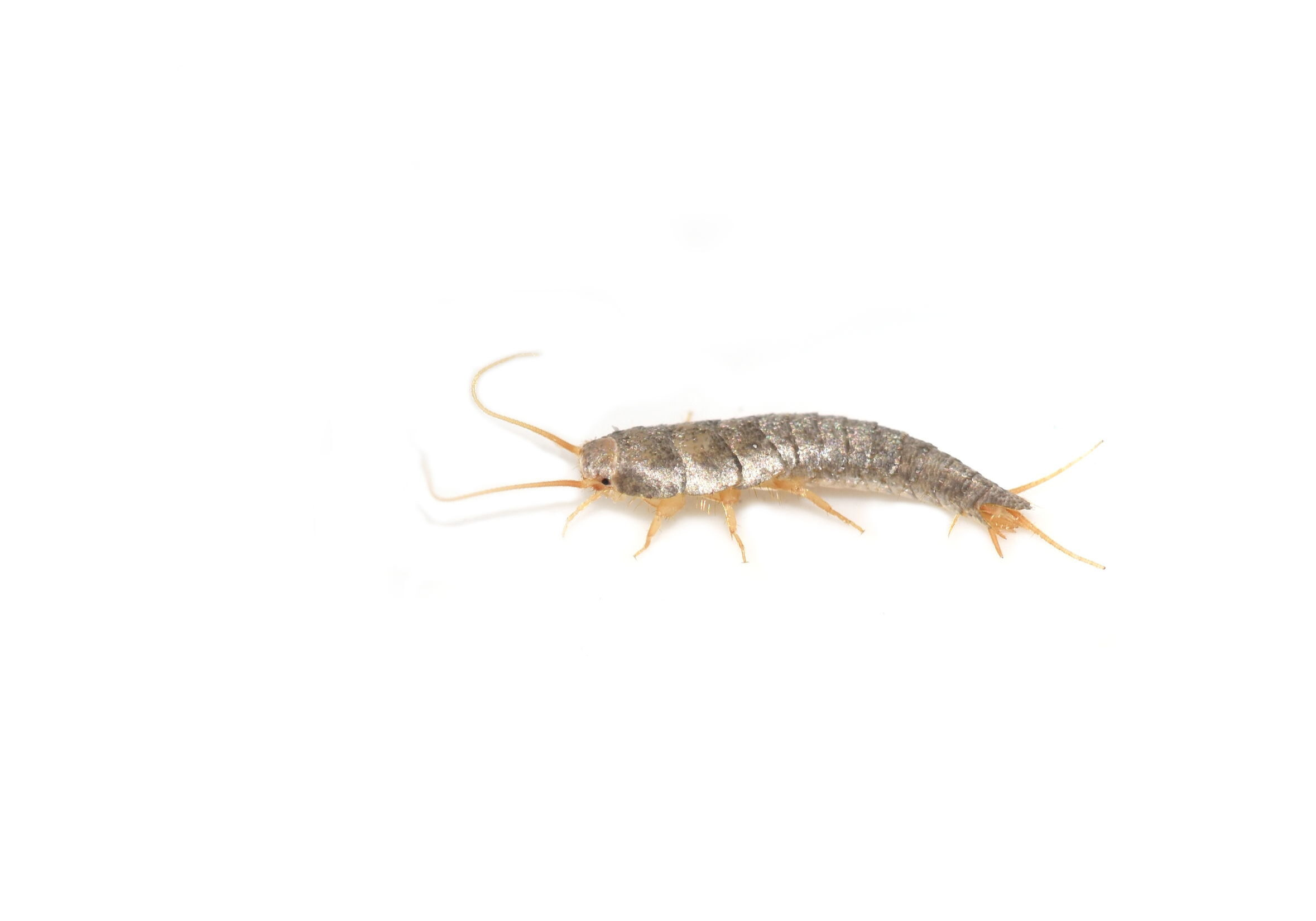 Silverfish Pest Control Dublin