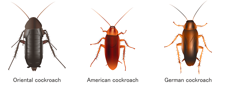 Cockroach Pest Control Dublin